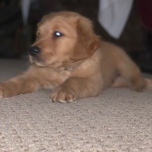 Meet your Posher, Jack